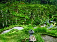Rice Terraces Bali Ubud